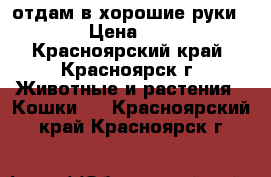 отдам в хорошие руки  › Цена ­ 0 - Красноярский край, Красноярск г. Животные и растения » Кошки   . Красноярский край,Красноярск г.